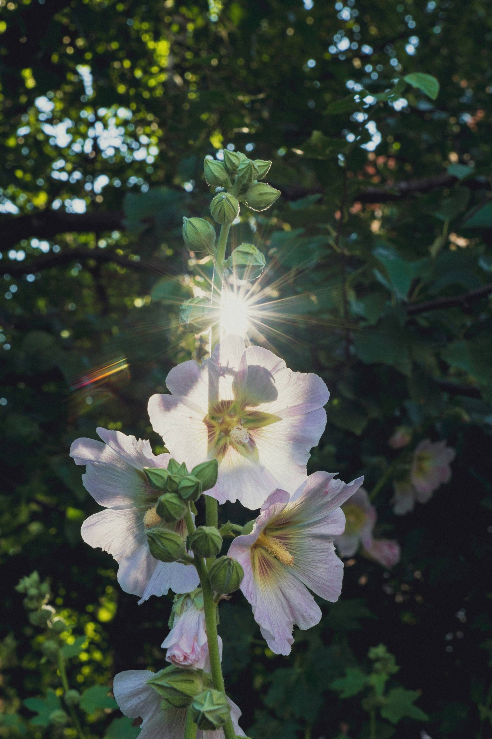Flower Essences